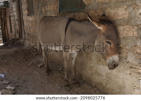 Donkey on Lamu resting in the shade after hard work, Kenya