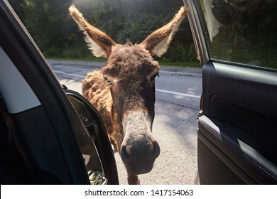 A donkey on the road looks out the car window