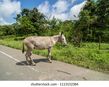 Donkey On The Road In Manta, Ecuador