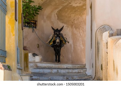 A Donkey On The Steps Up To The Castle In Pyrgos, Santorini In Summertime