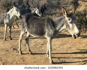 112 Parking donkeys Images, Stock Photos & Vectors | Shutterstock