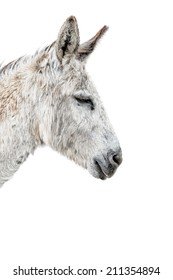 Donkey On White Background