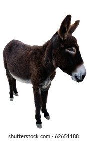 A Donkey On A White Background