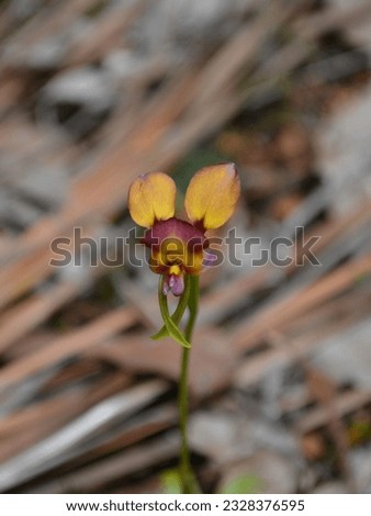 Donkey Orchid, Donnelly River, Western Australia