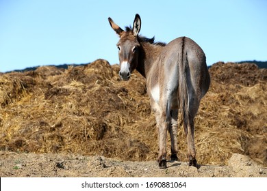 13,727 Blue Donkey Images, Stock Photos & Vectors | Shutterstock