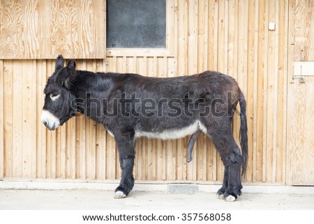 dick like a mule Dick like a mule