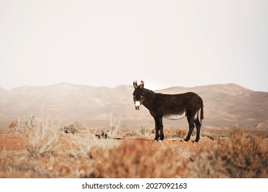 donkey portrait. donkeys of northern Argentina. animals of south america. donkey in their natural habitat.donkey on the mountain.