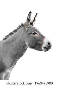 donkey portrait isolated on white background