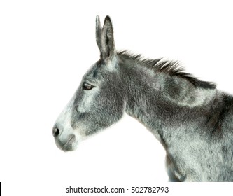 Donkey Portrait Isolated On White