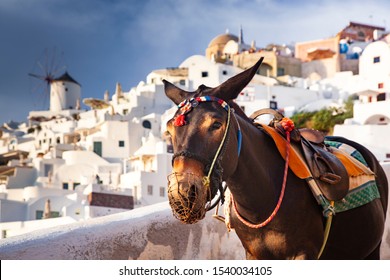 Donkey Portrait In Santorini, Greece