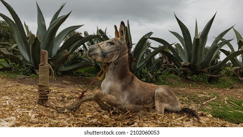
Donkey posing for the camera