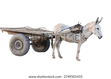 Donkey pulling a rustic wooden cart with worn tires and ropes on a bright day providing transportation isolated on white background with clipping path.