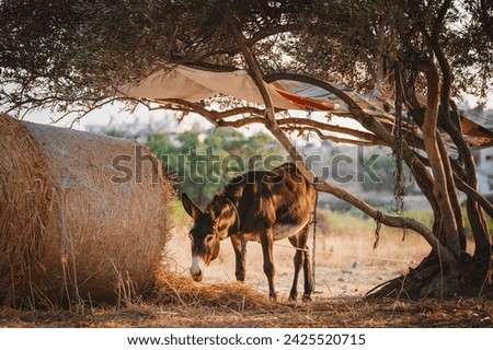 Donkey resting in the shade after hard work
