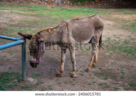 The donkey rests in the shade under the trees