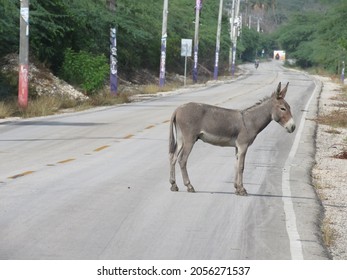 Donkey In The Road (Dominican Republic)