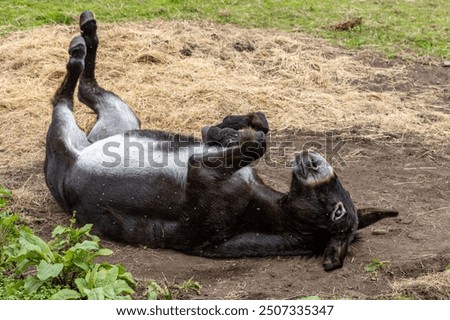 A donkey rolling on her back in a field