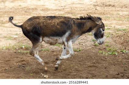 A donkey runs in the wild. - Powered by Shutterstock