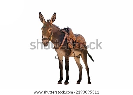Donkey with a saddle on the back isolated a on white background