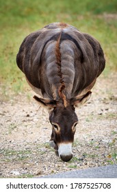 Donkey In Safari Park (Natural Bridge Wildlife Ranch, Texas)