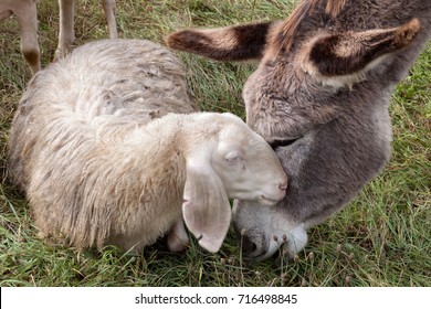 a donkey and a sheep having cuddle on a meadow