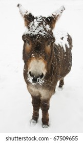 A Donkey In The Snow