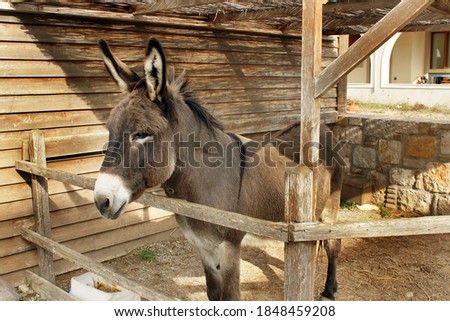 Donkey in the stable on the island of Kos
