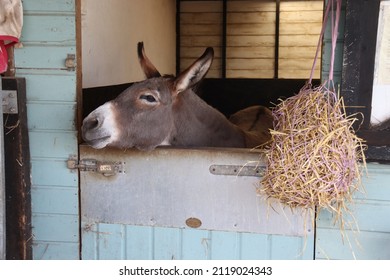 donkey in stable with straw bale
