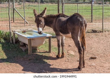 A donkey standing at a bathtub, used as water trough, at a donkey sanctuary near McGregor in the Western Cape Province