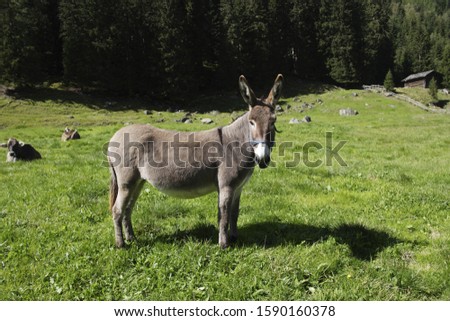 Similar – Image, Stock Photo donkey , in a macedonian home