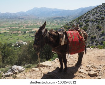 174 Donkey carrying backpacks Images, Stock Photos & Vectors | Shutterstock