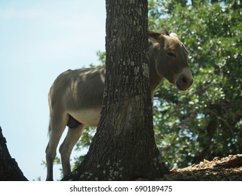 donkey-standing-partially-hidden-behind-