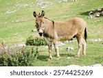 A donkey standing in a scenic meadow with lush green grass and rocky terrain, wearing a colorful bridle. Capturing rural life and natural beauty, perfect for agriculture, wildlife, and outdoor themes.