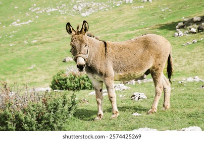 A donkey standing in a scenic meadow with lush green grass and rocky terrain, wearing a colorful bridle. Capturing rural life and natural beauty, perfect for agriculture, wildlife, and outdoor themes.