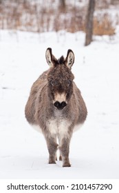 Donkey Standing In The Snow