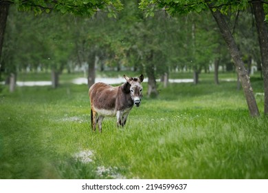 Donkey Stands On A Lush Green Field