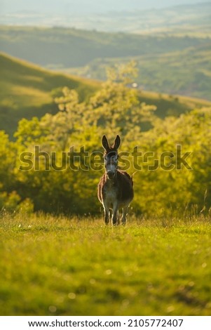 Donkey in sunset light. Farming and agriculture. Scene from a farm at country side, next to beautiful hills.