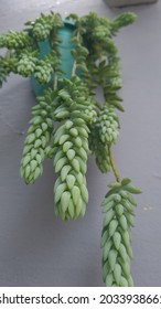  The Donkey Tail Or Burro's Tail Plant