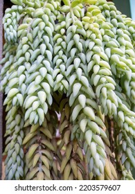 Donkey Tail Cactus Ornamental Plants Thrive