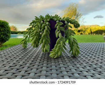 Donkey Tail Plant In A Pot
