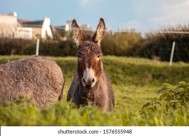 2,440 Donkey front Stock Photos, Images & Photography | Shutterstock