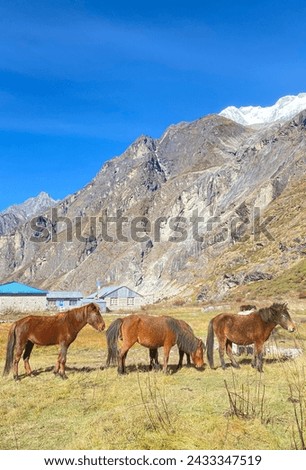 Donkey taking a break from work