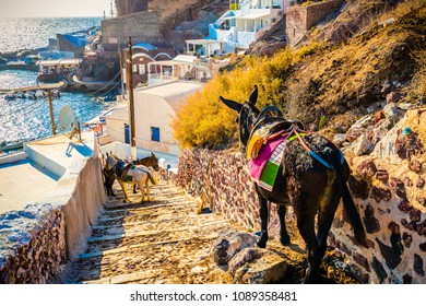 Donkey Taxis In Santorini, Greece