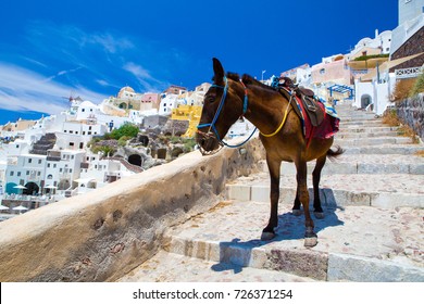 Donkey taxis in Santorini, Greece
