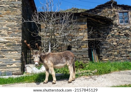 Donkey in a traditional mountain village in northwestern Spain (Sierra del Caurel). A Seara, Lugo, Spain.