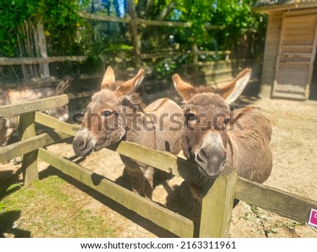 Donkey at a UK farm