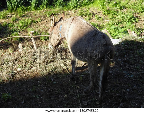 Donkey Village Turkey Stock Photo 1302745822 | Shutterstock