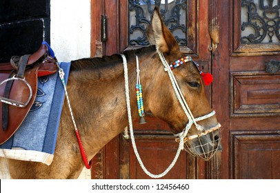 A donkey waiting for tourists wanting a ride to the harbour, standing beside a door in Fira, Santorini, Greece