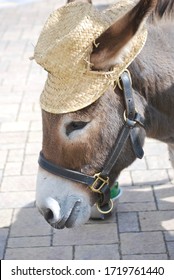 donkey with straw hat