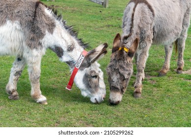 Donkeys in animal sanctuary in Isle of Wight, United Kingdom