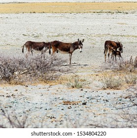 Donkeys And Baby, Hot Sunny Day In The Dessert. In Botswana Kalahari